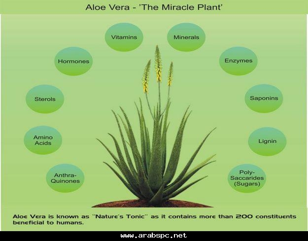 الصبار الطبي الالوفيرا Aloe vera والمعروف بالصبر العادي افضل انواع الصبر المستخدم طبي 2857c6e823