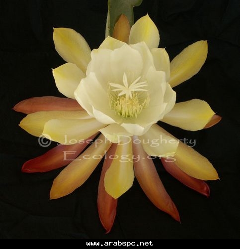 موسوعة.الصباريات(9) (Epiphyllum gaertneri) 2c2508516a