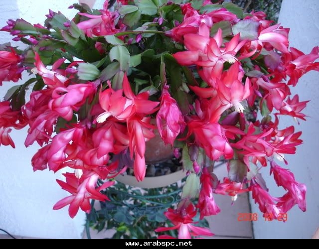 موسوعة.الصباريات(9) (Epiphyllum gaertneri) 6c812349db