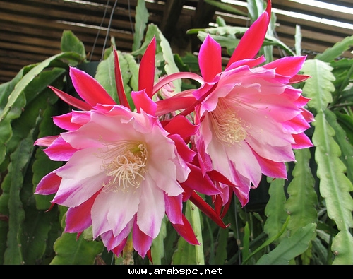 موسوعة.الصباريات(9) (Epiphyllum gaertneri) 702ee029f9