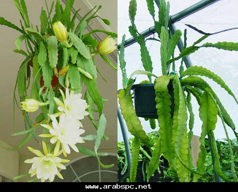 موسوعة.الصباريات(9) (Epiphyllum gaertneri) 81e283b64e