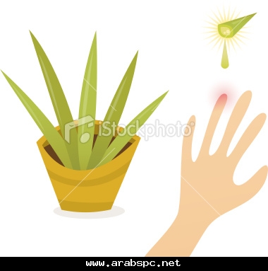 الصبار الطبي الالوفيرا Aloe vera والمعروف بالصبر العادي افضل انواع الصبر المستخدم طبي 8c0b7adad1