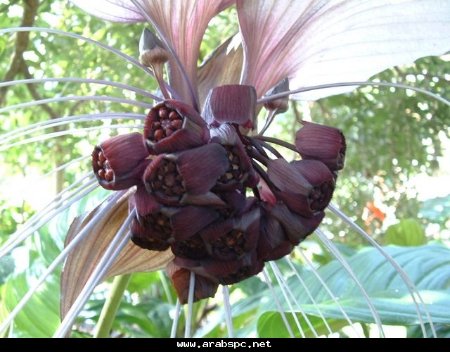 (زهرة الخفافيش السوداء.)(Tacca chantrieri) رائعة الجمال 9656cf6035