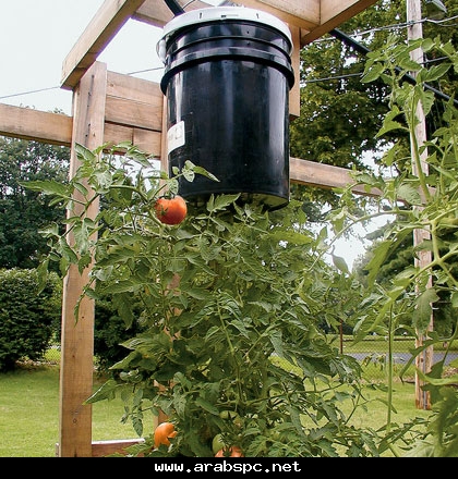 زراعة الطماطم  98a98f69f2