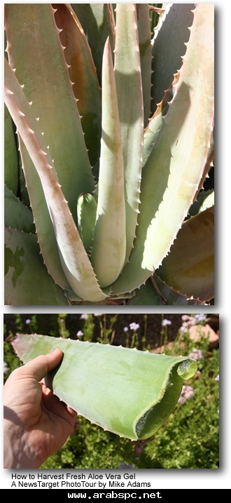 الصبار الطبي الالوفيرا Aloe vera والمعروف بالصبر العادي افضل انواع الصبر المستخدم طبي 9e7908b7fd