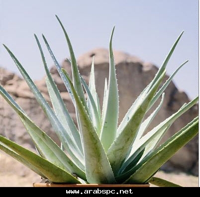 الصبار الطبي الالوفيرا Aloe vera والمعروف بالصبر العادي افضل انواع الصبر المستخدم طبي A06f05ee10