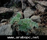 نباتات طبية B65a702566