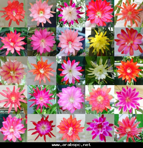 موسوعة.الصباريات(9) (Epiphyllum gaertneri) C22b3668f1