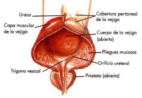 histologia del sistema urinario y semiologia del mismo Vejiga