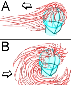 i capelli Capelli_movimento1