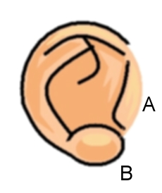 le orecchie Orecchio2