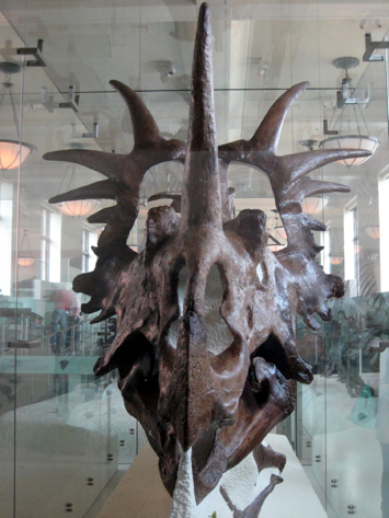 Emela-ntouka (ou « tueur des éléphants ») / CONGO Styracosaurus