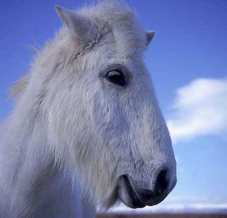 Photos délires !! Horse_white-01