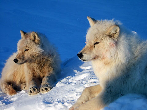 Wolf  Pics - Page 2 Arctic-wolves-480