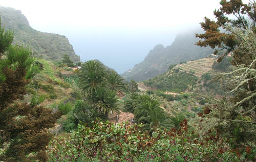 Lo nunca visto ( y lleva siglos asi) La-gomera