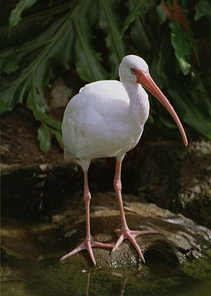  Ibis