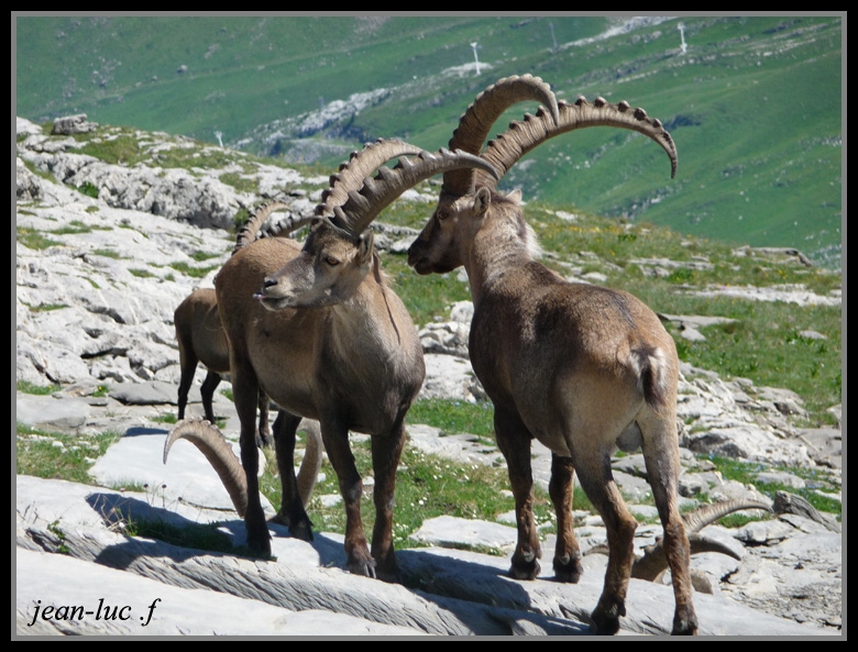   Capra ibex (Bouquetins de mes montagnes) 20101029103519-6a9d9f85