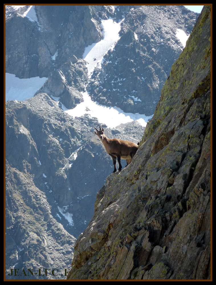   Capra ibex (Bouquetins de mes montagnes) 20101103094750-4c971903