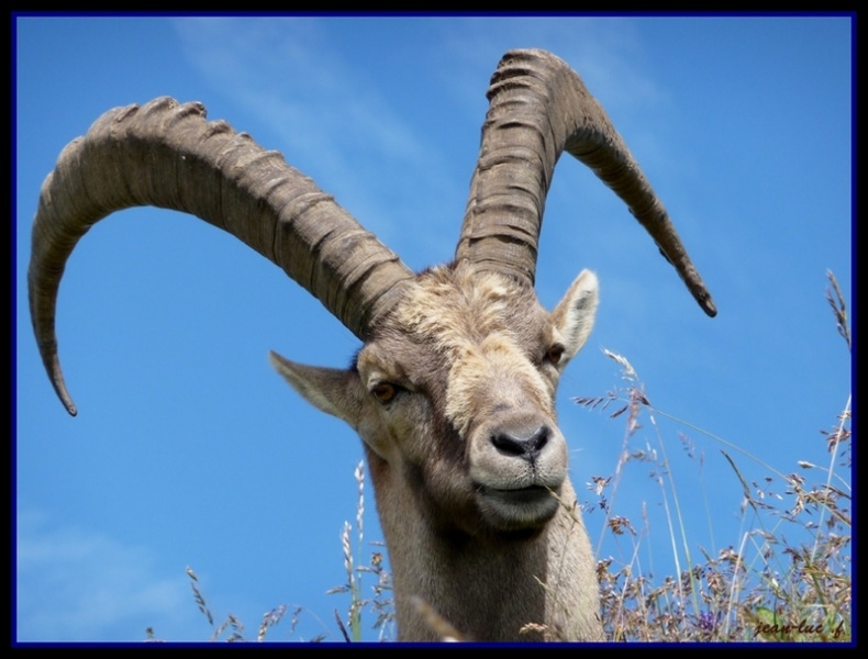   Capra ibex (Bouquetins de mes montagnes) 20120815084001-634d442b