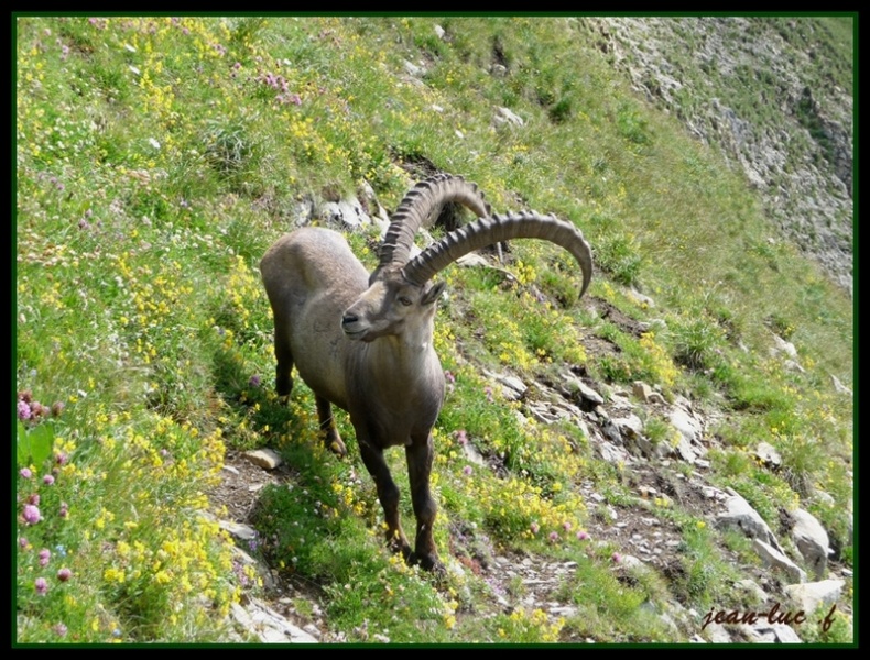   Capra ibex (Bouquetins de mes montagnes) 20120815084003-de39e979