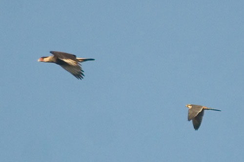 Falconiformes. sub Falconidae - sub fam Falconinae - gênero Falco - Página 2 Falfem10896