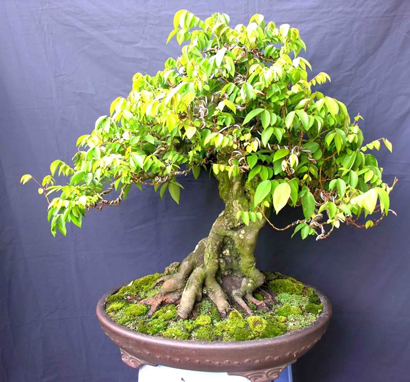 The Bonsai of Lam Ngoc Vinh, Vietnam... Star_fruit_kheganchaudep_410