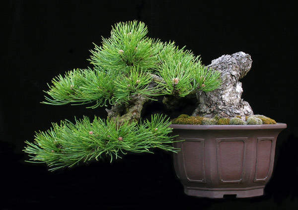 Cómo valorar un bonsai Pinus-nigra-austriaca