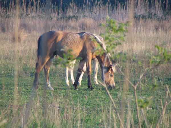 Cmrgu Cheval-camargue-pres2