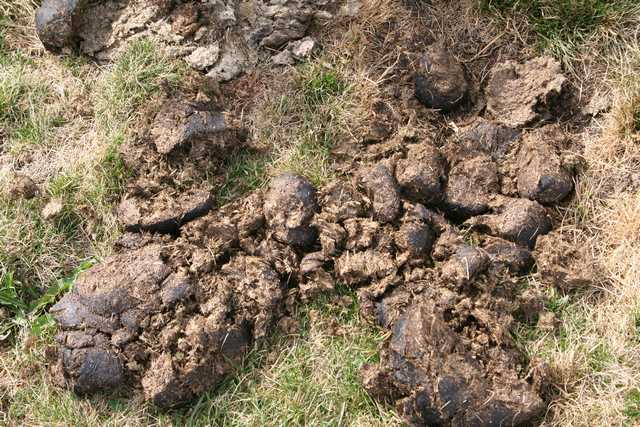 jeux : toujour un truc a la con ...................... Crotte-de-cheval