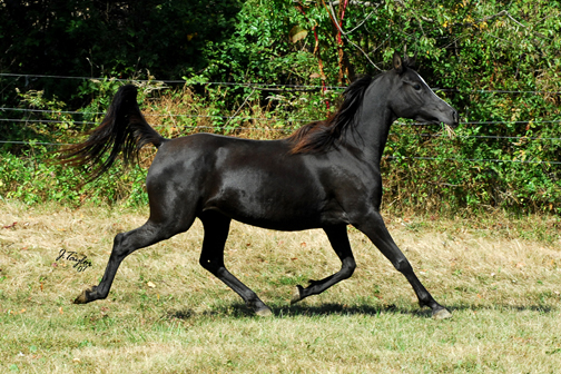 MIDWEST EGYPTIAN ARABIAN STABLES BROODMARES Adaira-2007Oct-057