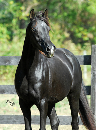 MIDWEST EGYPTIAN ARABIAN STABLES BROODMARES Aviana-2007Oct-105