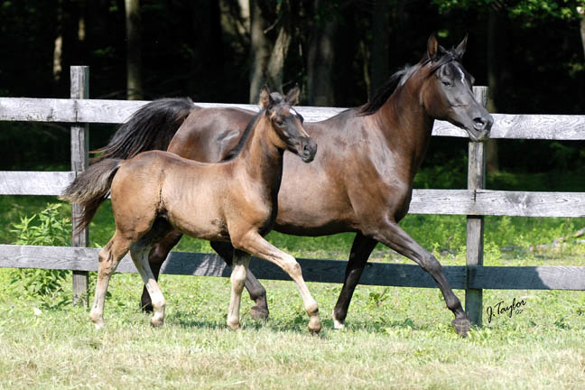 Ashlee`s purebred arabian mare named MS Catalyna. Catalyna-2007July-25