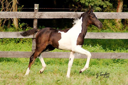 Winters Habanfyre`s Filly named Kahlua Kiss. Kali-DSCF24-2005