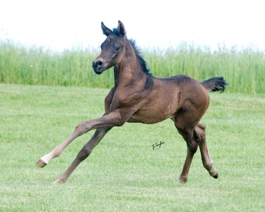 Opra Whinnyfree`s Colt. Obsidian-1wk-12