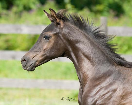 Opra Whinnyfree`s Colt. Obsidian-2008Aug-024