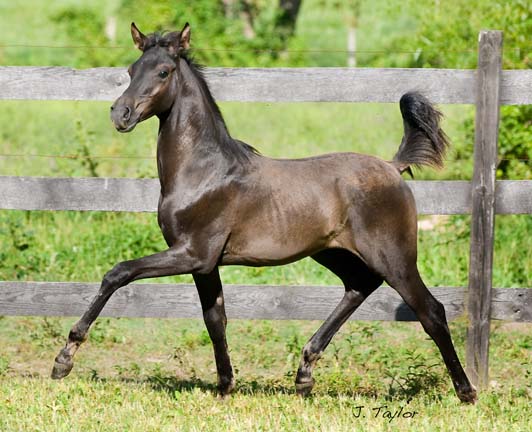 Opra Whinnyfree`s Colt. Obsidian-2008Aug-025