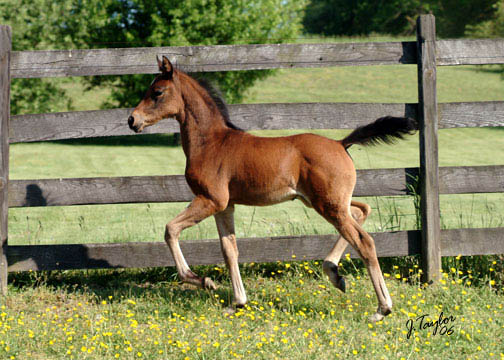 Miss Fancy Fix`s Filly named Pixifix. Pixi-1mth-DSCF0015