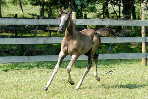 Enchanted Beyviana, Filly of Midnight Enchantr and Aviana Bey. Beyviana-2mths-05