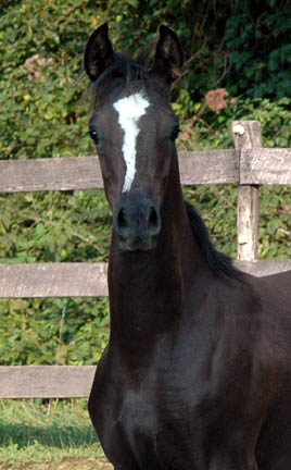 Enchanted Beyviana, Filly of Midnight Enchantr and Aviana Bey. Beyviana-3mths-41