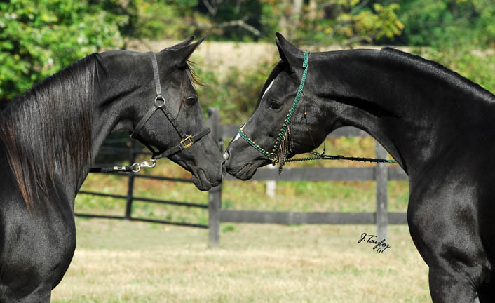 Ashlee`s purebred Arabian stallion. SqueezeChant-2007Oct-142