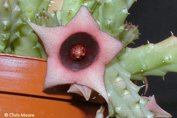 Le genre Huernia  Huernia_schneideriana_Berger