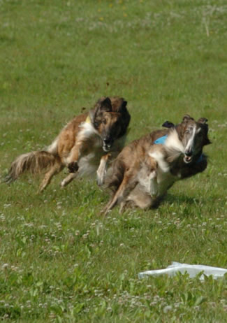 Ruski hrt,  Borzoi, Russian wolfhound, RUSSKAYA PSOVAYA BORZAYA - Page 2 Borzoi1