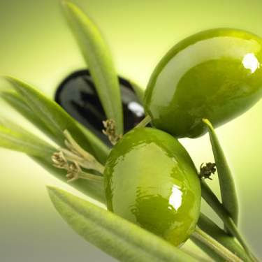 زيت الزيتون أنواعه وفوائده Olive