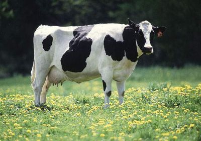 فوائد الحليب Dairy_cow