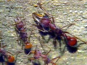 النمل يستخدم حاسة الشم لمعرفة طريقه 276973
