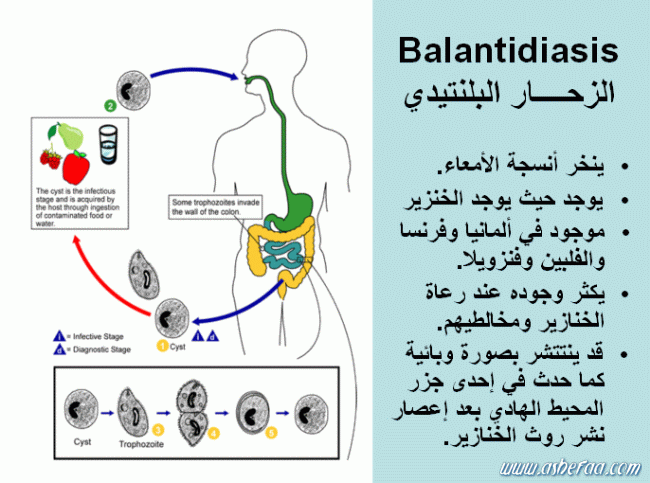 من اين تاتي انفلونزا الخنازير 4