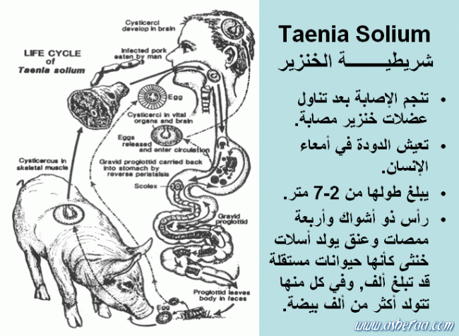 لماذا يحرم القرآن أكل لحم الخنزيز ؟ 7