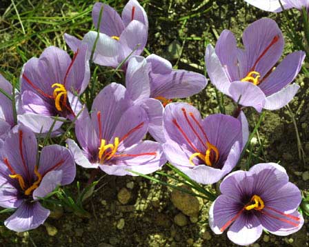 الزعـفــران: جمال اللون في عبق أصفهان Saffron-02