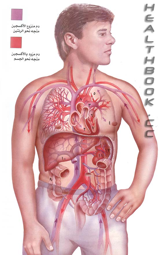 تعلم كيف يدور الدم بجسمك Ashefaa-009