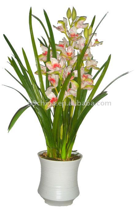 ORHIDEJA  Cymbidium_Orchid